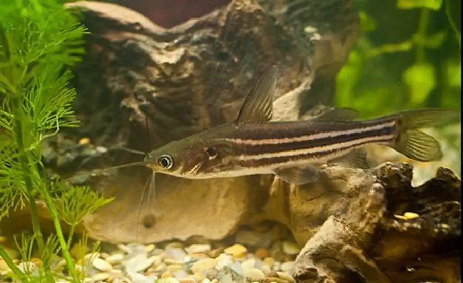 мистус (Mystus tengara)