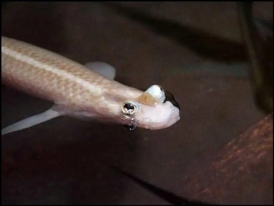 Семейство Четырехгаазковые (Anablepidae)