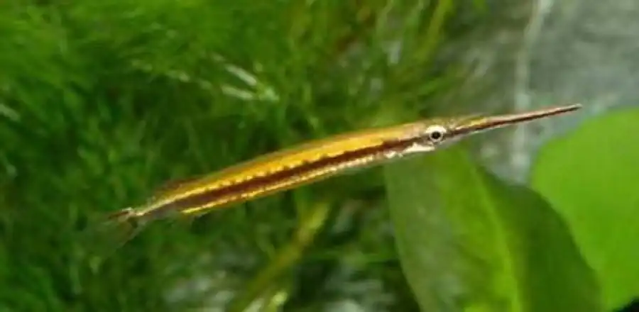 Семейство Полурылые (Hemirhamphidae)