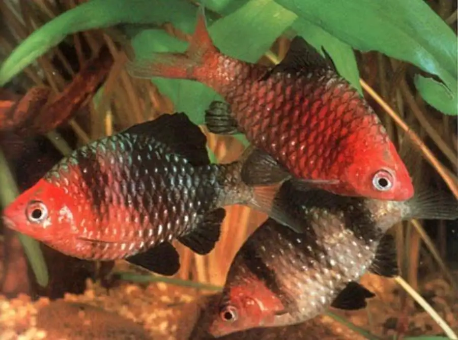 Барбус черный (Barbus nigrofasciatus)