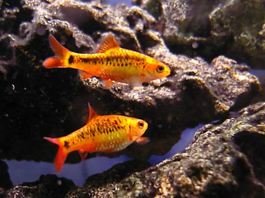 Барбус зеленый (Barbus semifasciolatus)