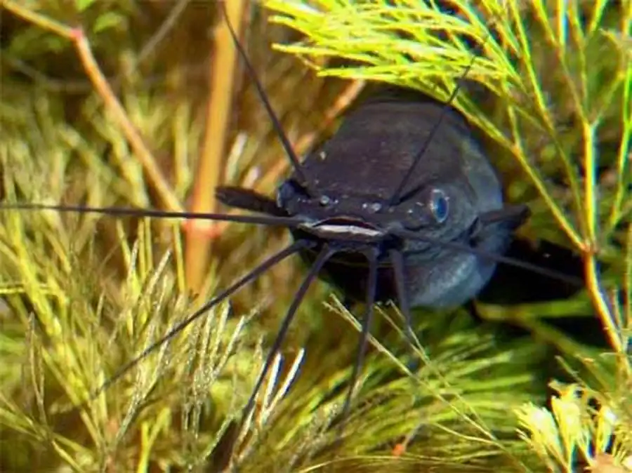 Мешкожаберный сом (Heteropneustes fossilis)