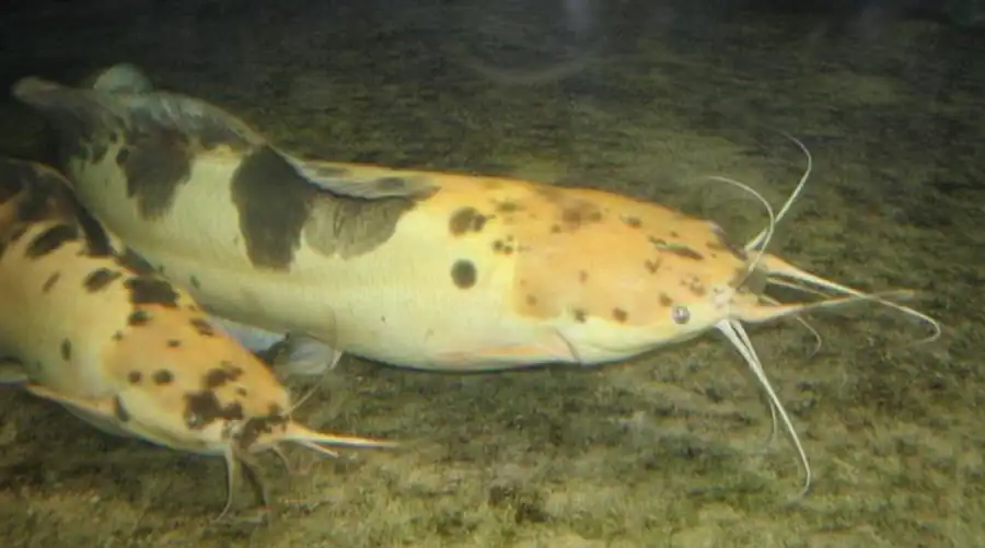 Клариас ангольский (Clarias angolensis)