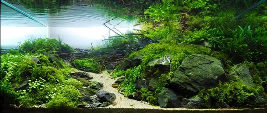 Какой должна быть идеальная вода для содержания аквариумных растений?