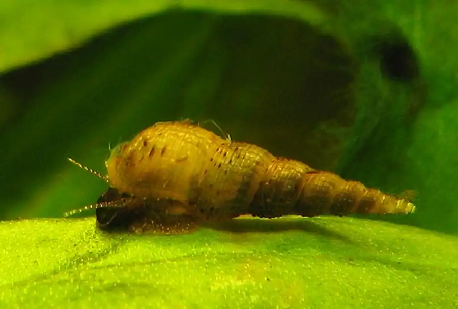 Мелания (Melnoides tuberculata)