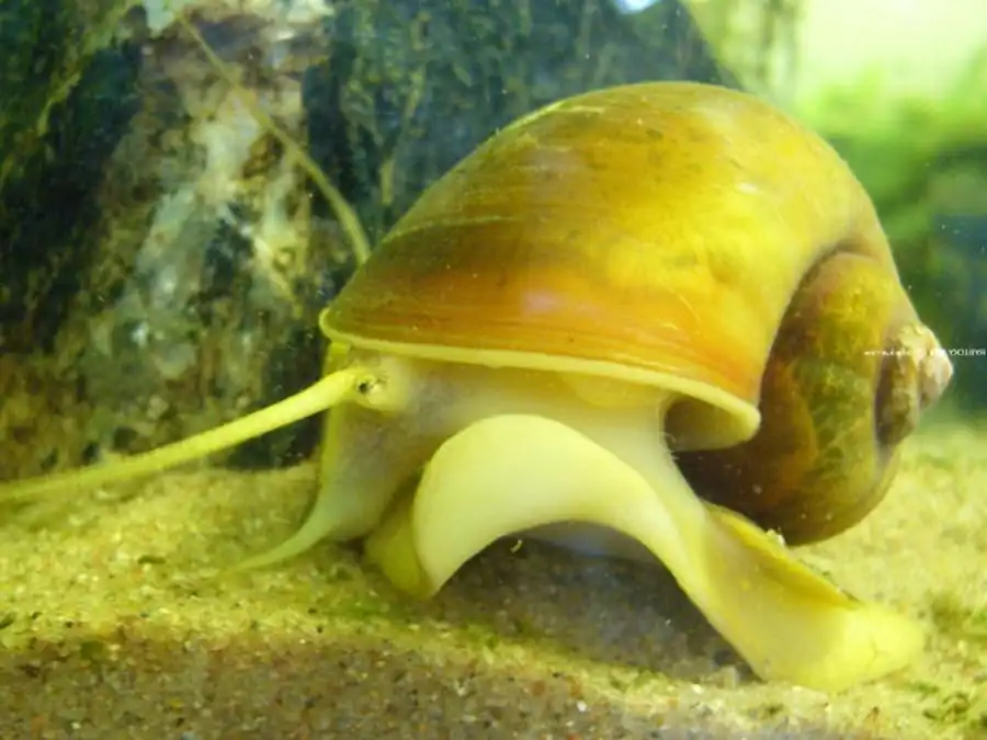 Ампулярия (Ampullaria gigas и A. australis)