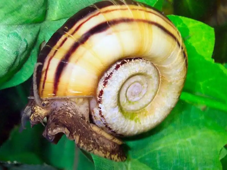 Мариза (Marisa sp.)