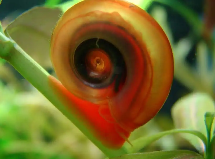 Катушки (Planorbis)