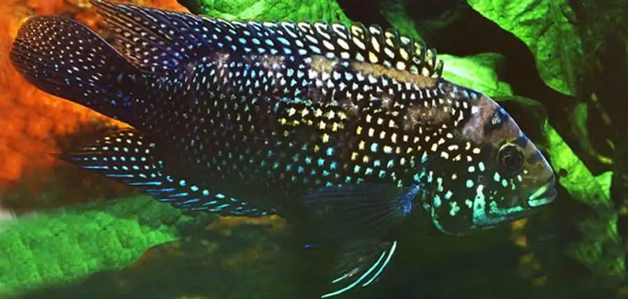Восьмиполосая цихлазома (С. octofasciatum), или «пчелка»