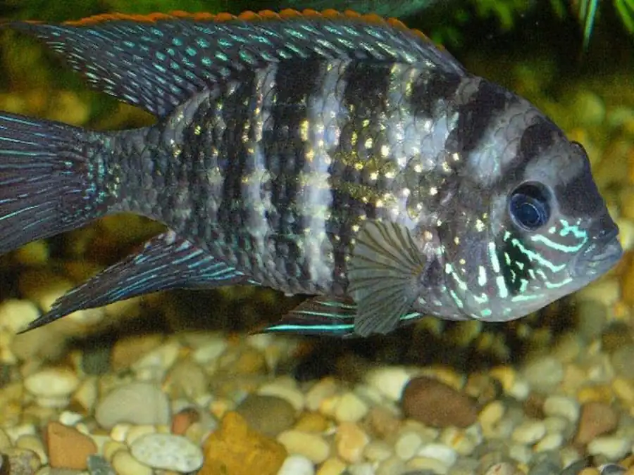 Акара голубовато-пятнистая (Aequidens pulcher, синоним A. latifrons)