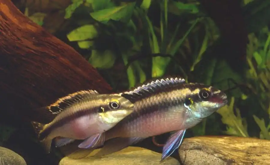 Попугайчик (Pelvicachrorais pulcher, устаревшее Pelmatochromis kribensis)