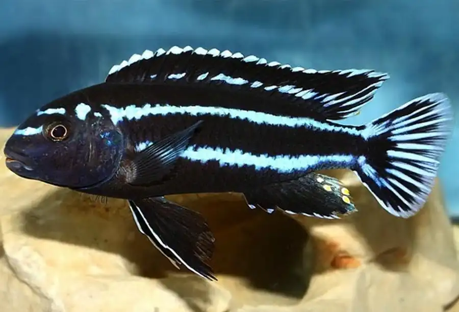Меланохромис Йохана (Melanochromis johanni)