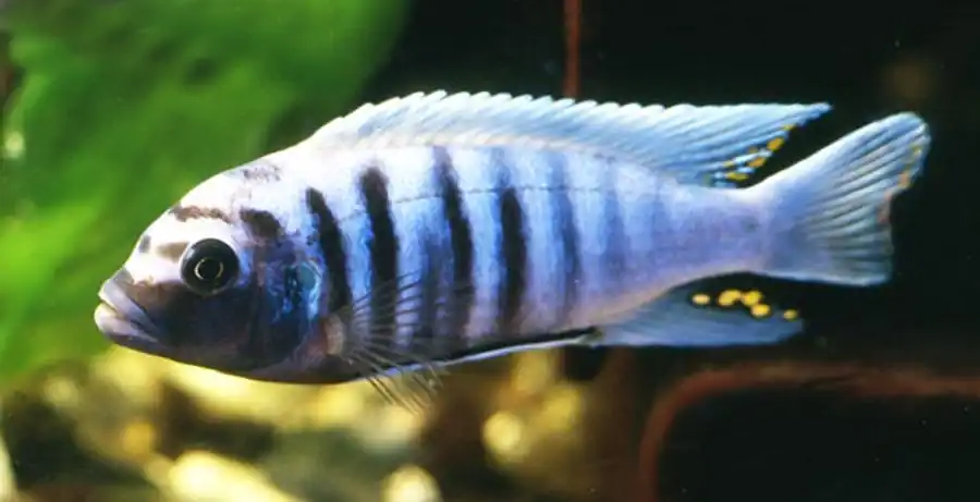 Псевдотрофеус зебра (Pseudotropheus zebra)