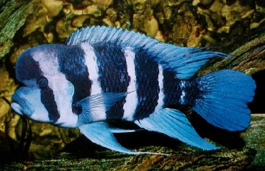 Королева Танганьики, или Цифотиляпия фронтоза (Cyphotilapia frontosa)