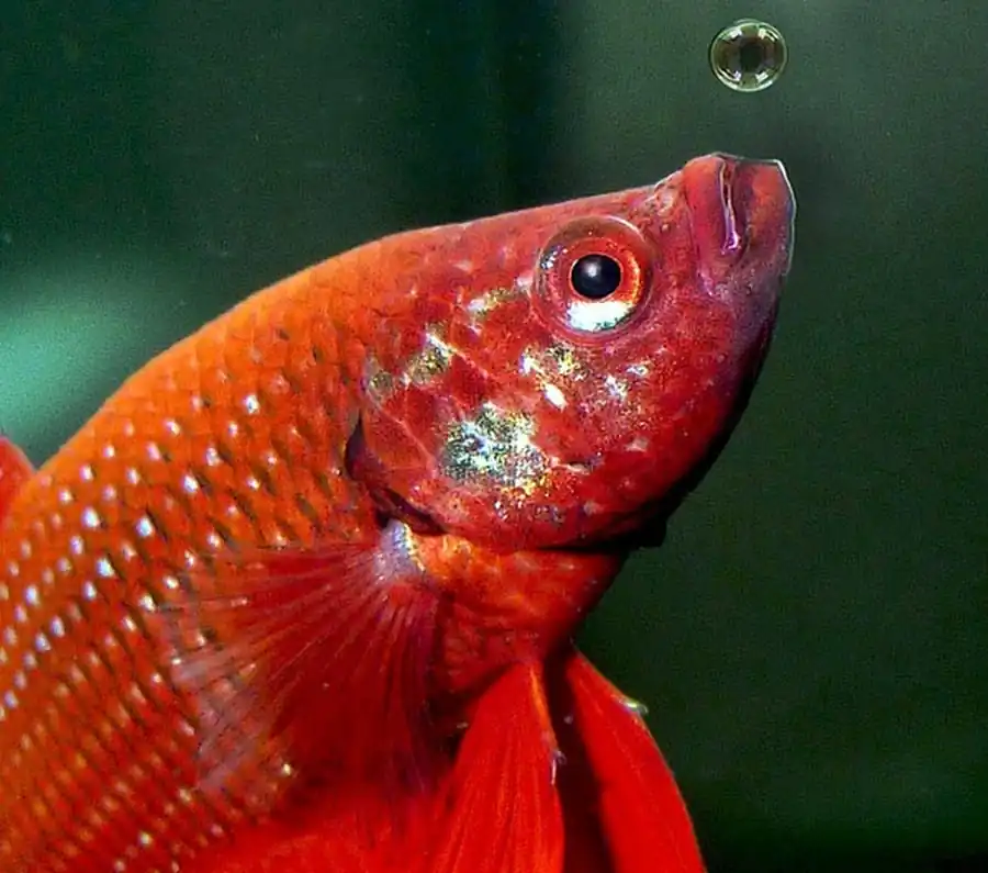 Лабиринтовые рыбы Лабиринтовые рыбы