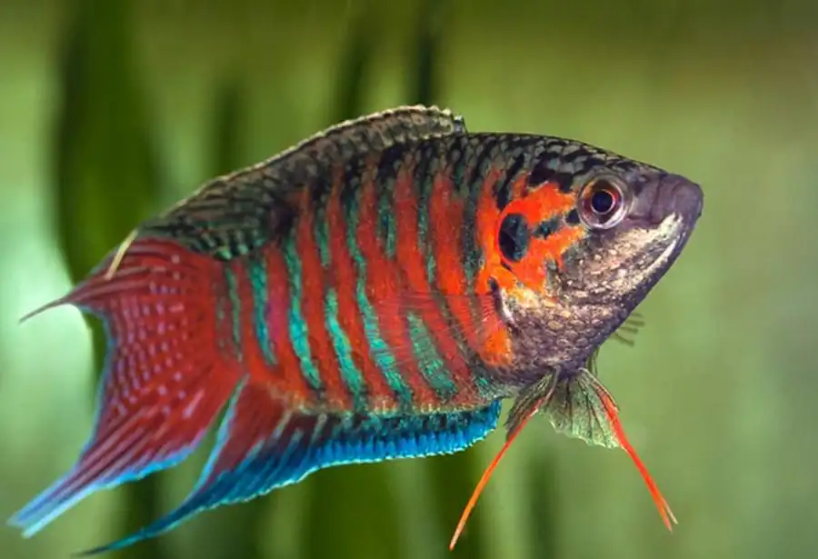 Макропод (Macropodus opercularis) Макропод (Macropodus opercularis)