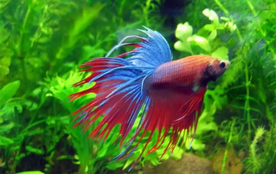 Петушок (Betta splendens) Петушок (Betta splendens)