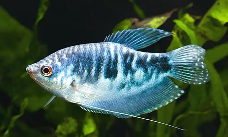 Гурами (Trichogaster) Гурами (Trichogaster)