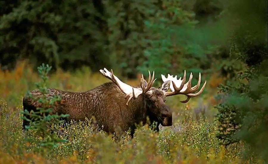 Лопатообразные рога лосей с раздвоенной лопатой Лопатообразные рога лосей с раздвоенной лопатой