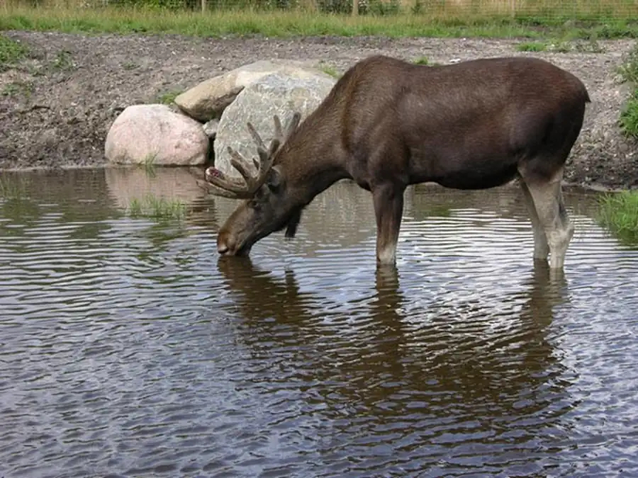 Особенности формы рогов лосей Особенности формы рогов лосей