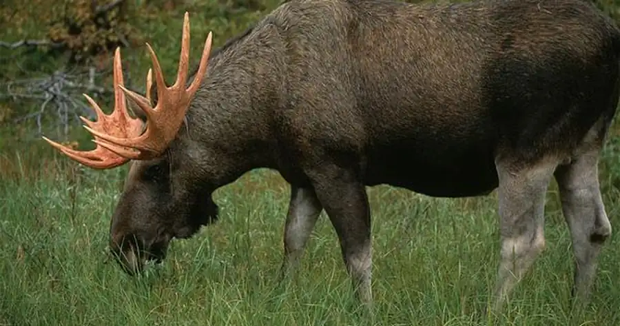 Описание ископаемого лося Cervalces cf. latifrons