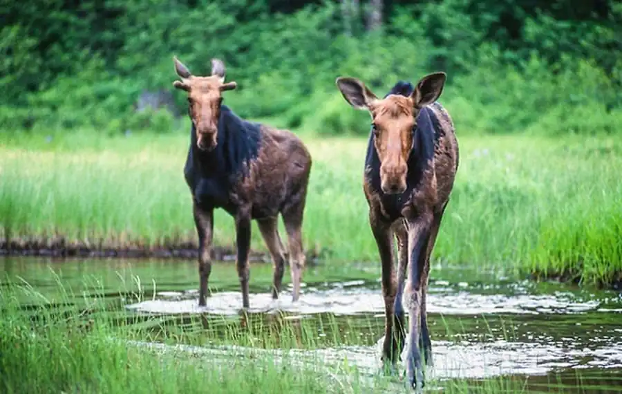 Характеристики рода настоящих лосей Alces Характеристики рода настоящих лосей Alces