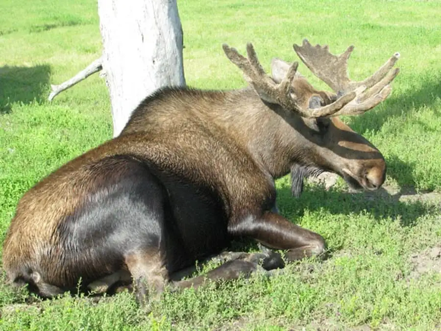 Alces cf. americanus — лось, близкий к американскому Alces cf. americanus — лось, близкий к американскому