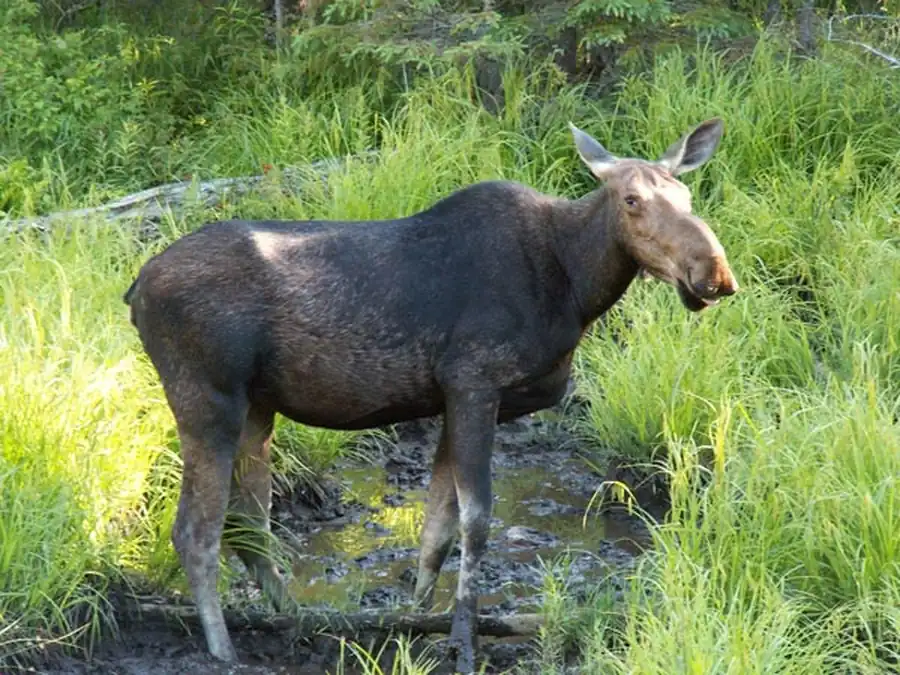 Череп и рога лося Савина имеют очень крупные размеры Череп и рога лося Савина имеют очень крупные размеры