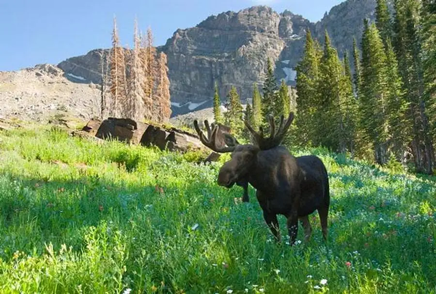 Восточносибирские лоси более адаптирована к холодному климату