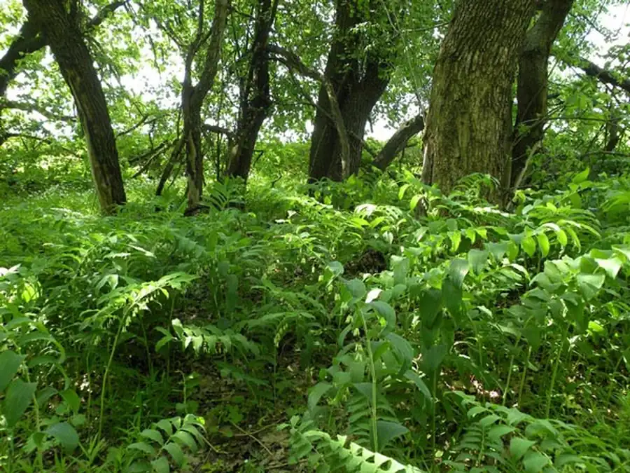 Крупномасштабные карты южной тайги Крупномасштабные карты южной тайги
