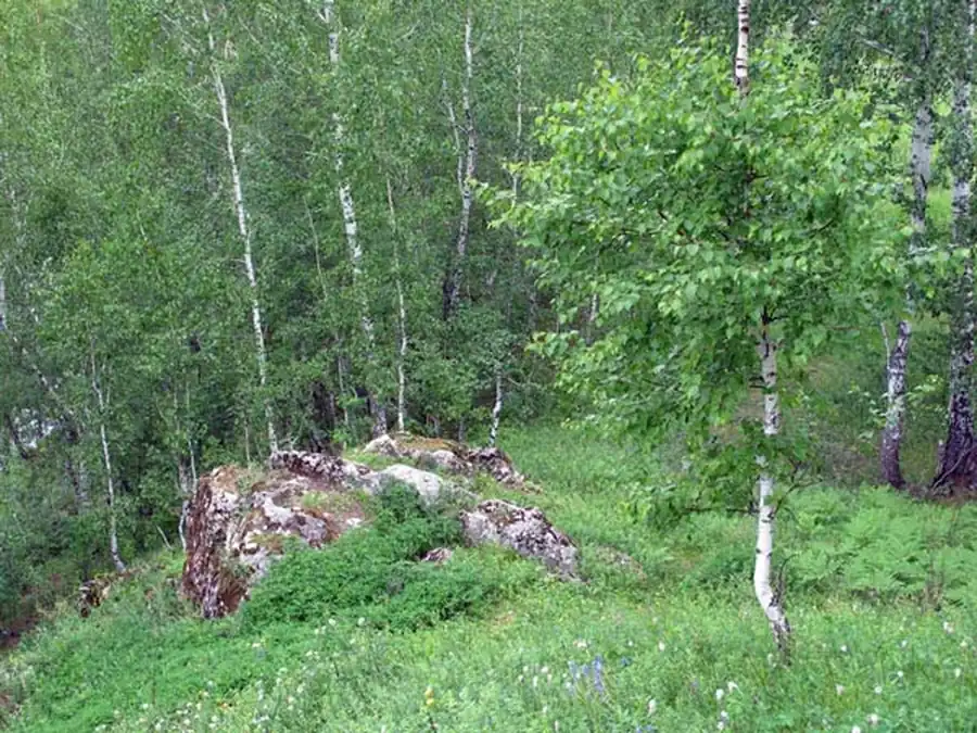 Крупномасштабная карта растительности Омской области