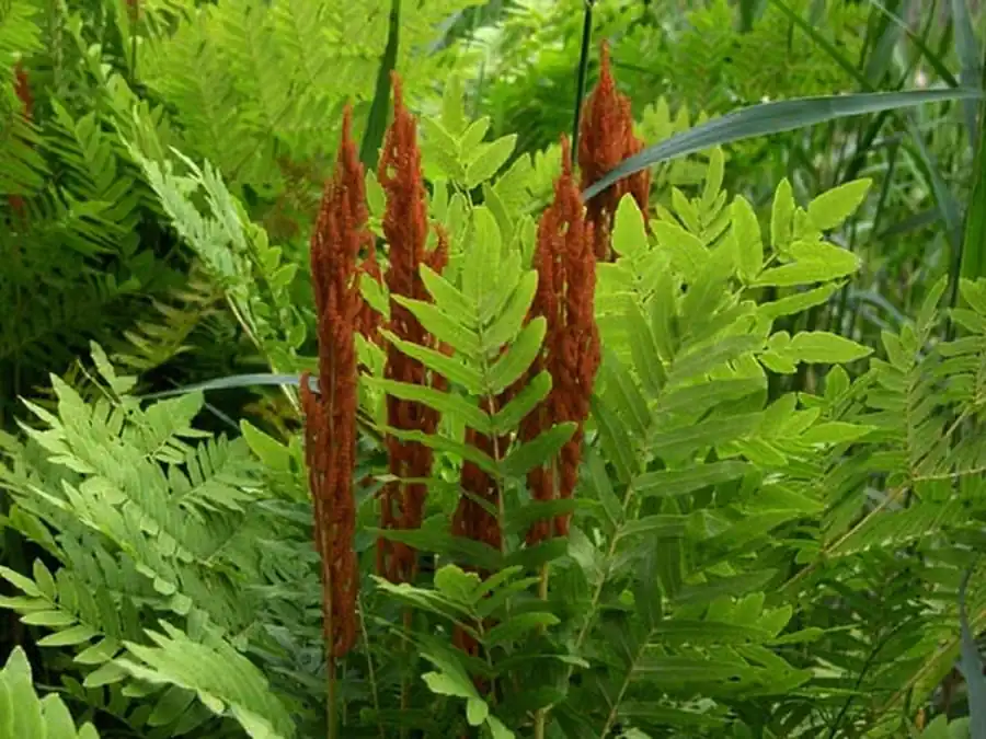 В разных природных областях Средней Сибири выражена вертикальная поясность