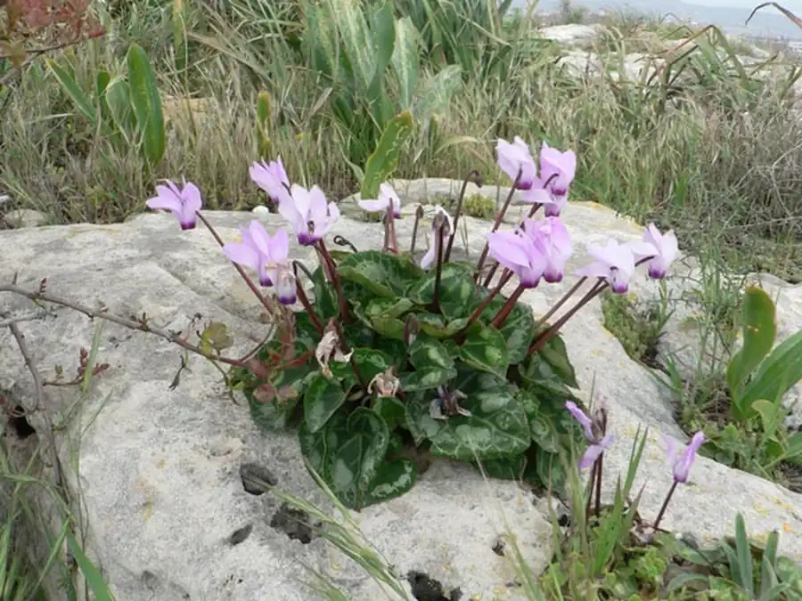 Программа картографирования растительности с конструктивными целями Программа картографирования растительности с конструктивными целями