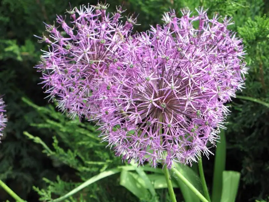 Способ составления карт эвапотранспирации Способ составления карт эвапотранспирации