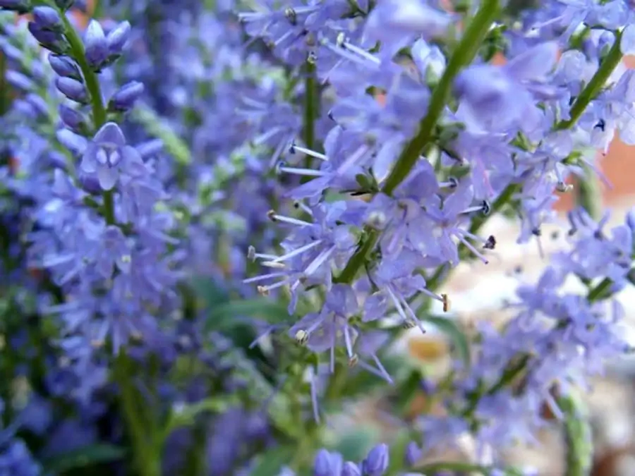 Типы растительности — это наиболее крупное объединение формаций