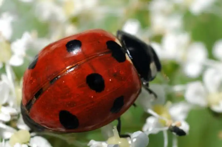 Фаунистические комплексы как группировки видов