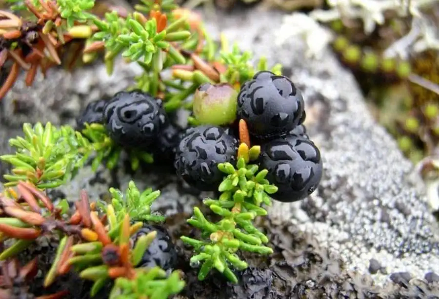 Гипоарктические виды Гипоарктические виды