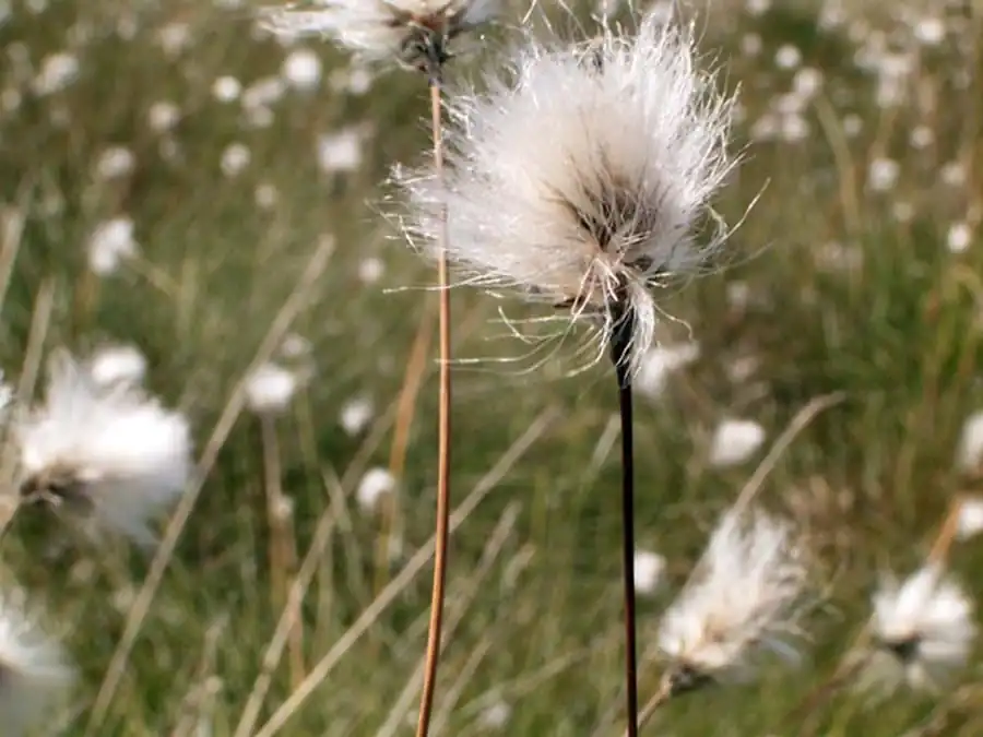 Выделение гипоарктов с учетом оптимума произрастания