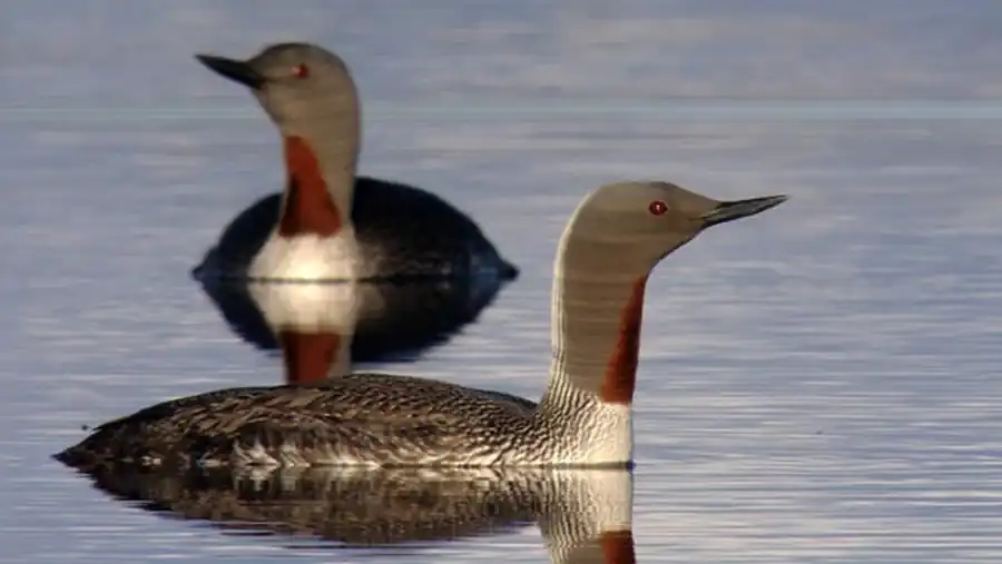 Биологическое разнообразие и климат: ландшафтно-зональное распределение и широтные тренды Биологическое разнообразие и климат: ландшафтно-зональное распределение и широтные тренды