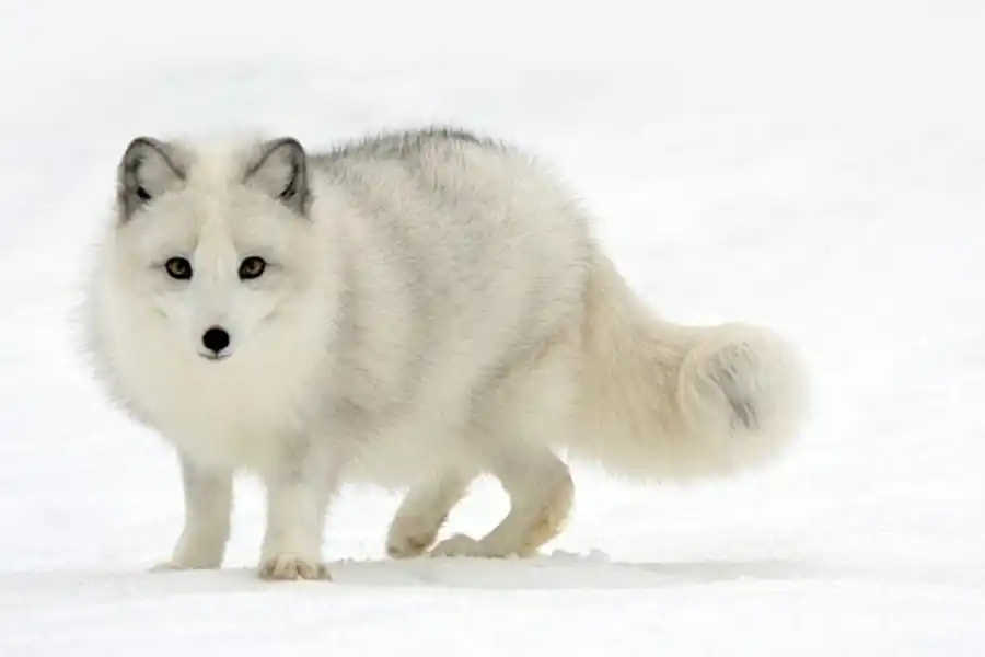 Адаптивной радиация видов в условиях тундр Адаптивной радиация видов в условиях тундр