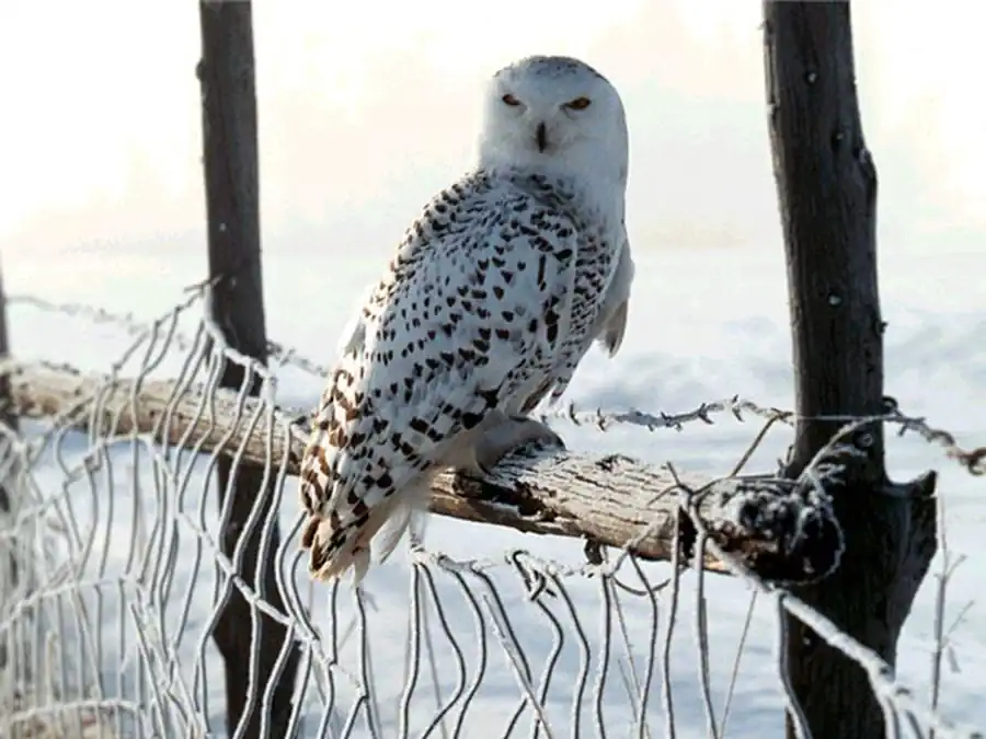 Птицы Арктики Птицы Арктики