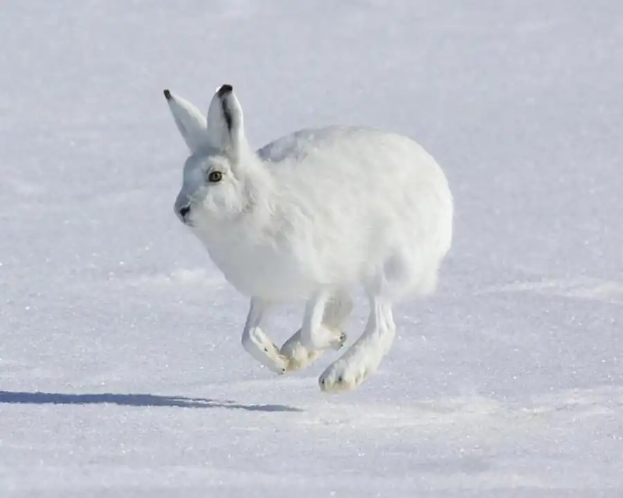 Обитание животных в климатических условиях арктических тундр и полярных пустынь Обитание животных в климатических условиях арктических тундр и полярных пустынь