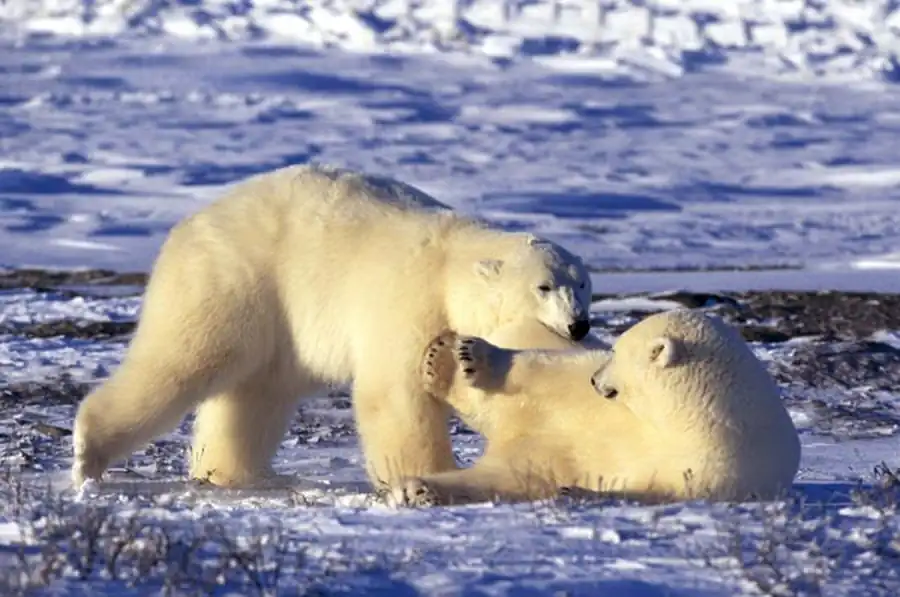 Адаптирование животных  к условиям Арктики