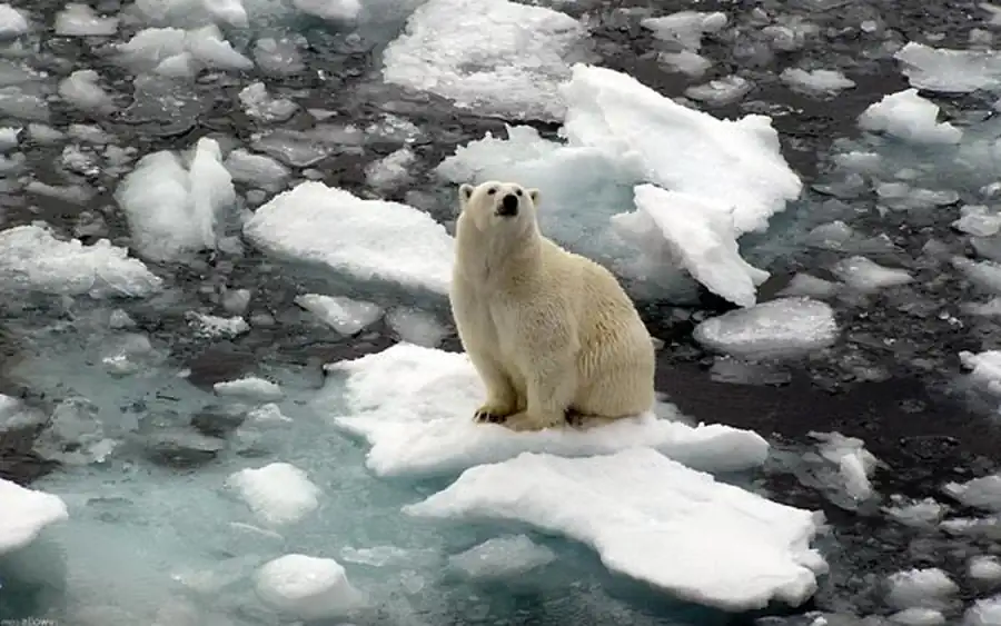 Процессы биотогенеза, ландшафтно-зонального и глобального распределения Процессы биотогенеза, ландшафтно-зонального и глобального распределения