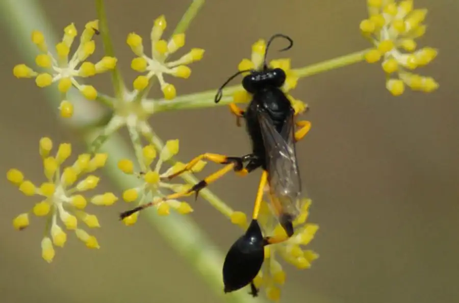 Глиняные домики ос-сцелифрон. Часть 1