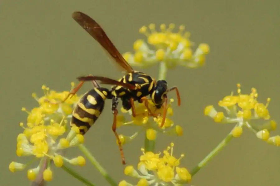 Глиняные домики ос-сцелифрон. Часть 2