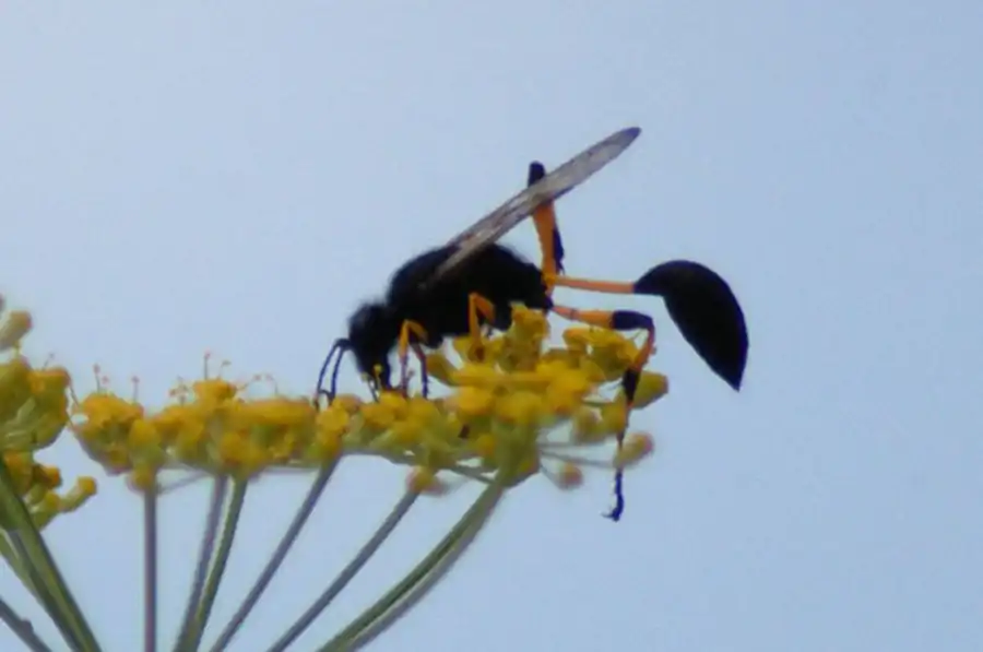 Глиняные домики ос-сцелифрон. Часть 3