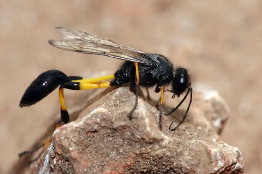 Квартиранты осы-сцелифрона. Часть 3