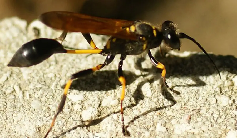 Синий сцелифрон. Часть 5