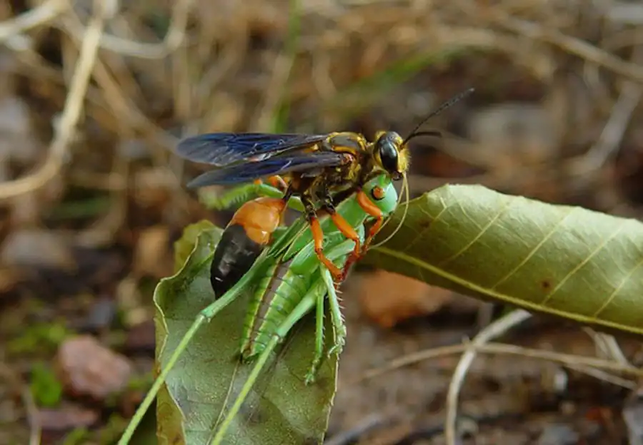 Осы-сфексы на такыре